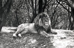 Un lion couché photographié au Zoo de Whipsnade, 1935